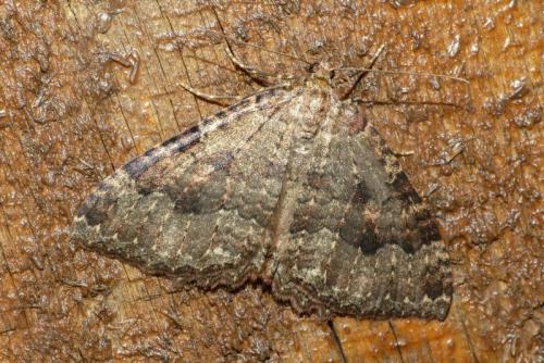 Triphosa dubitata